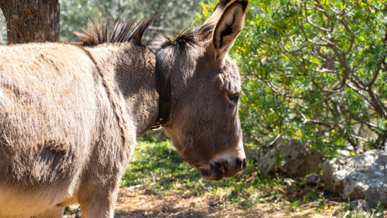 Appartamento Trisilio Kardhamili Esterno foto
